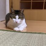 猫流、人との距離感の取り方