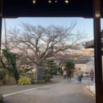 桜の葉が落ちきりました掃き掃除も終わりです