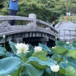 おそらく日本一の蓮池